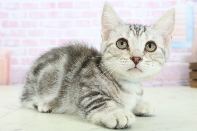 福岡県のマンチカン (Coo&RIKU福岡西店/2025年10月23日生まれ/男の子/シルバータビー)の子猫の2枚目の画像