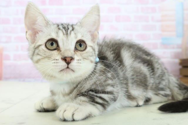 福岡県のマンチカン (Coo&RIKU福岡西店/2025年10月23日生まれ/男の子/シルバータビー)の子猫の3枚目の画像