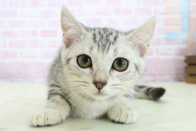 福岡県のマンチカン (Coo&RIKU行橋店/2025年10月23日生まれ/女の子/シルバータビー)の子猫の1枚目の画像