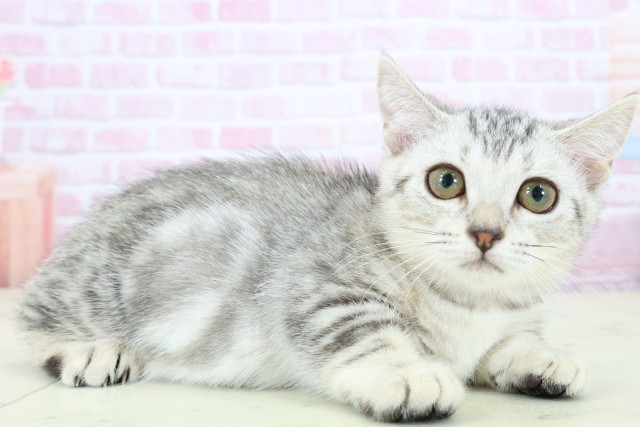 福岡県のマンチカン (Coo&RIKU行橋店/2025年10月23日生まれ/女の子/シルバータビー)の子猫の2枚目の画像