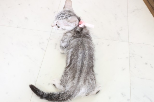福岡県のマンチカン (Coo&RIKU行橋店/2025年10月23日生まれ/女の子/シルバータビー)の子猫の4枚目の画像
