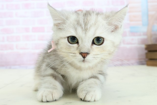 熊本県のマンチカン (Coo&RIKU熊本店/2025年10月24日生まれ/女の子/シルバータビー)の子猫