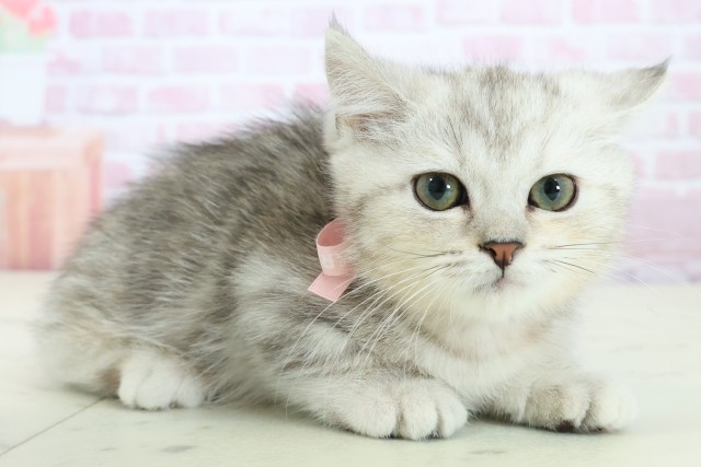 熊本県のマンチカン (Coo&RIKU熊本店/2025年10月24日生まれ/女の子/シルバータビー)の子猫の2枚目の画像