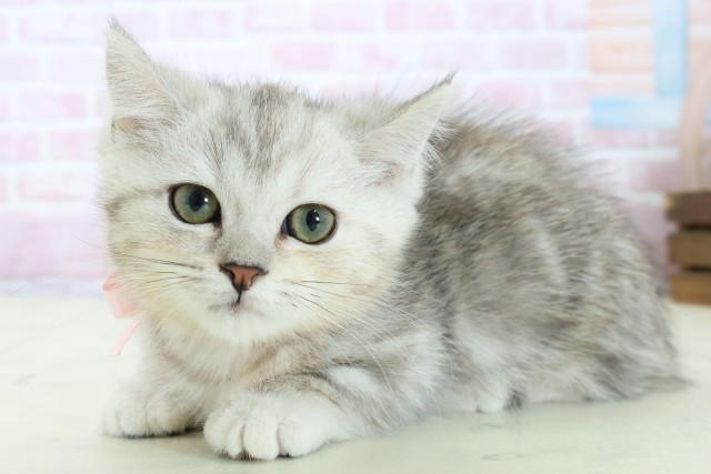 熊本県のマンチカン (Coo&RIKU熊本店/2025年10月24日生まれ/女の子/シルバータビー)の子猫の3枚目の画像
