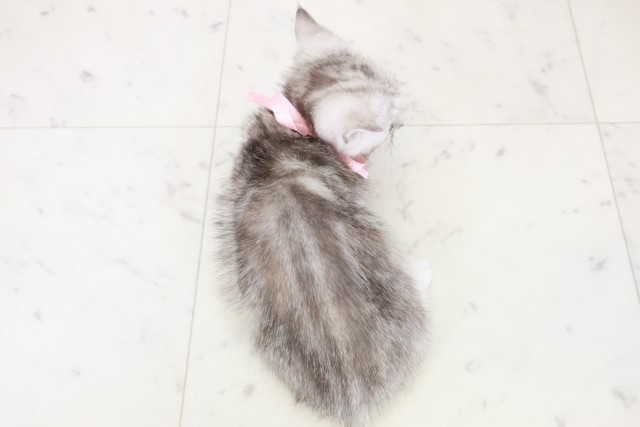 熊本県のマンチカン (Coo&RIKU熊本店/2025年10月24日生まれ/女の子/シルバータビー)の子猫の4枚目の画像