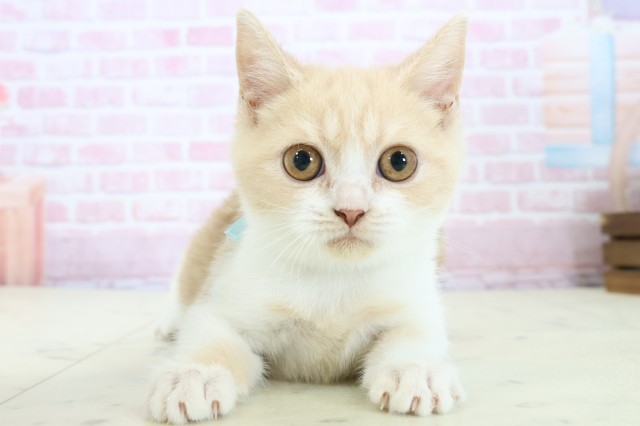 福岡県のブリティッシュショートヘアー (Coo&RIKUゆめタウン飯塚店/2025年9月26日生まれ/男の子/クリームホワイト)の子猫の1枚目の画像