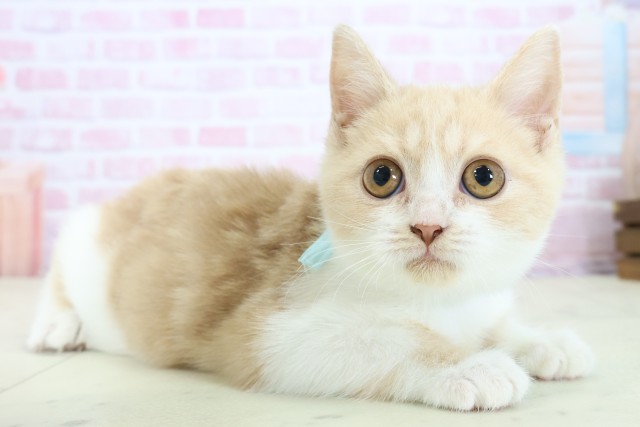 福岡県のブリティッシュショートヘアー (Coo&RIKUゆめタウン飯塚店/2025年9月26日生まれ/男の子/クリームホワイト)の子猫の2枚目の画像