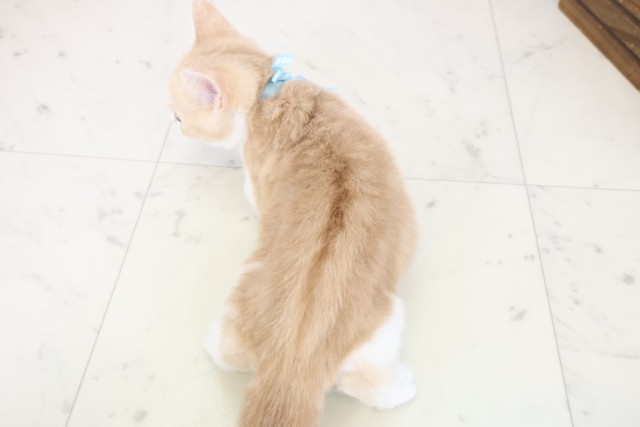 福岡県のブリティッシュショートヘアー (Coo&RIKUゆめタウン飯塚店/2025年9月26日生まれ/男の子/クリームホワイト)の子猫の4枚目の画像