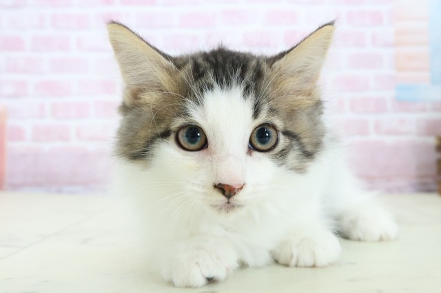 宮崎県のノルウェージャンフォレストキャット (Coo&RIKU宮崎店/2025年11月5日生まれ/男の子/ブラウンタビーホワイト)の子猫の1枚目の画像