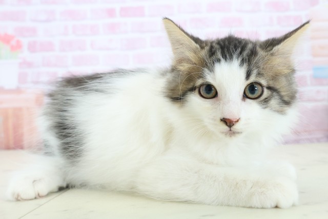 宮崎県のノルウェージャンフォレストキャット (Coo&RIKU宮崎店/2025年11月5日生まれ/男の子/ブラウンタビーホワイト)の子猫の2枚目の画像