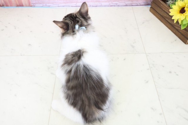 宮崎県のノルウェージャンフォレストキャット (Coo&RIKU宮崎店/2025年11月5日生まれ/男の子/ブラウンタビーホワイト)の子猫の4枚目の画像