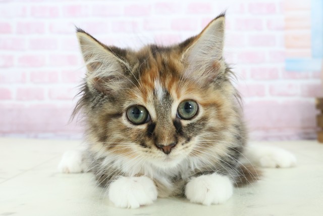 長崎県のノルウェージャンフォレストキャット (Coo&RIKU長崎佐世保店/2025年10月17日生まれ/女の子/トーティーホワイト)の子猫の1枚目の画像