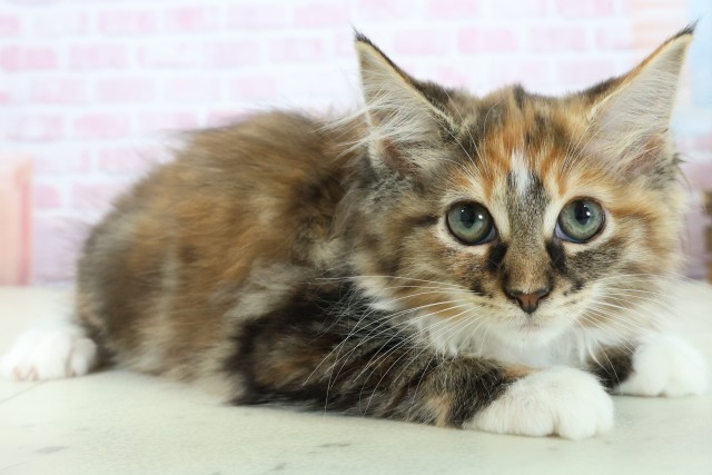 長崎県のノルウェージャンフォレストキャット (Coo&RIKU長崎佐世保店/2025年10月17日生まれ/女の子/トーティーホワイト)の子猫の2枚目の画像