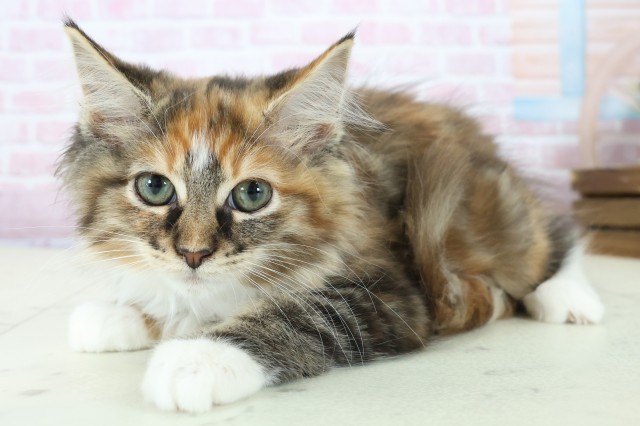 長崎県のノルウェージャンフォレストキャット (Coo&RIKU長崎佐世保店/2025年10月17日生まれ/女の子/トーティーホワイト)の子猫の3枚目の画像