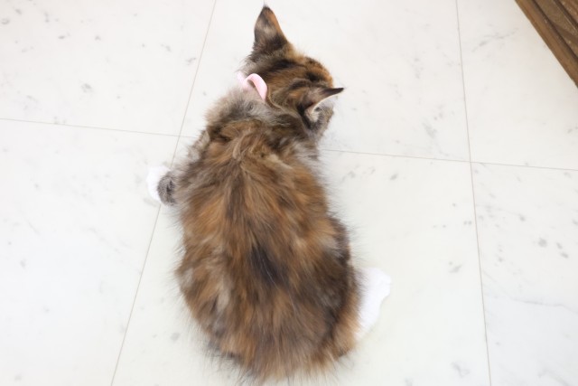 長崎県のノルウェージャンフォレストキャット (Coo&RIKU長崎佐世保店/2025年10月17日生まれ/女の子/トーティーホワイト)の子猫の4枚目の画像