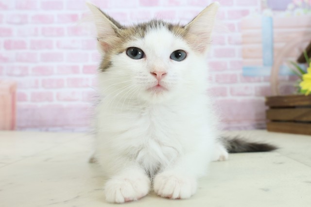 佐賀県のサイベリアン (Coo&RIKU佐賀神埼店/2025年10月12日生まれ/女の子/ブラウンタビーホワイト)の子猫の1枚目の画像