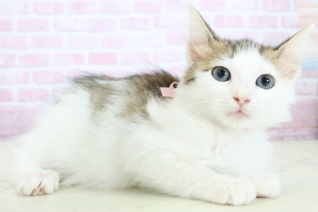 佐賀県のサイベリアン (Coo&RIKU佐賀神埼店/2025年10月12日生まれ/女の子/ブラウンタビーホワイト)の子猫の2枚目の画像