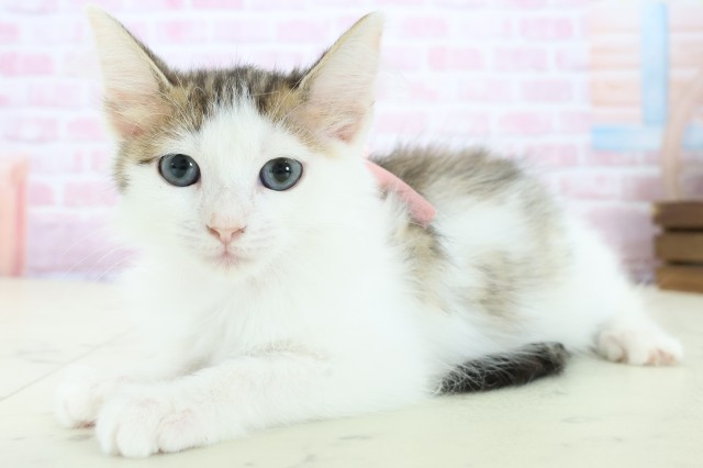 佐賀県のサイベリアン (Coo&RIKU佐賀神埼店/2025年10月12日生まれ/女の子/ブラウンタビーホワイト)の子猫の3枚目の画像