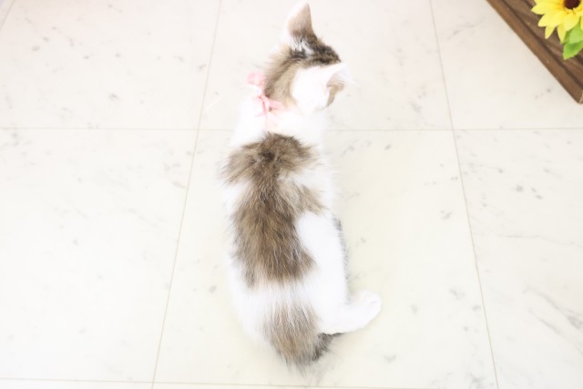 佐賀県のサイベリアン (Coo&RIKU佐賀神埼店/2025年10月12日生まれ/女の子/ブラウンタビーホワイト)の子猫の4枚目の画像