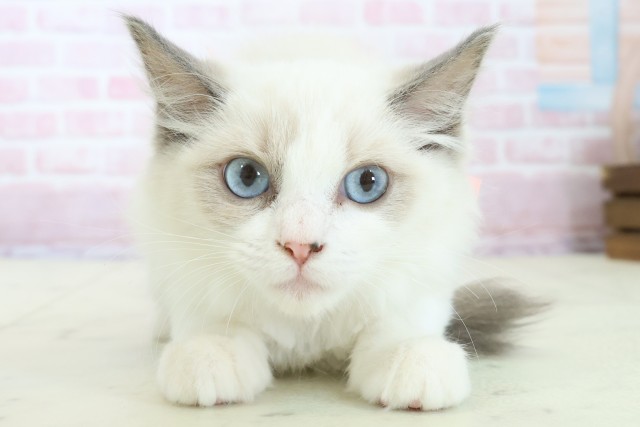 熊本県のラグドール (Coo&RIKUカリーノ玉名店/2025年10月9日生まれ/女の子/シールポイントバイカラー)の子猫の1枚目の画像