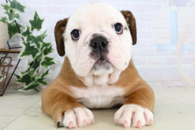 広島県のブルドッグ (Coo&RIKU福山店/2025年11月22日生まれ/女の子/レッドホワイト)の子犬の1枚目の画像