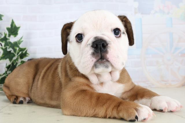 広島県のブルドッグ (Coo&RIKU福山店/2025年11月22日生まれ/女の子/レッドホワイト)の子犬の2枚目の画像