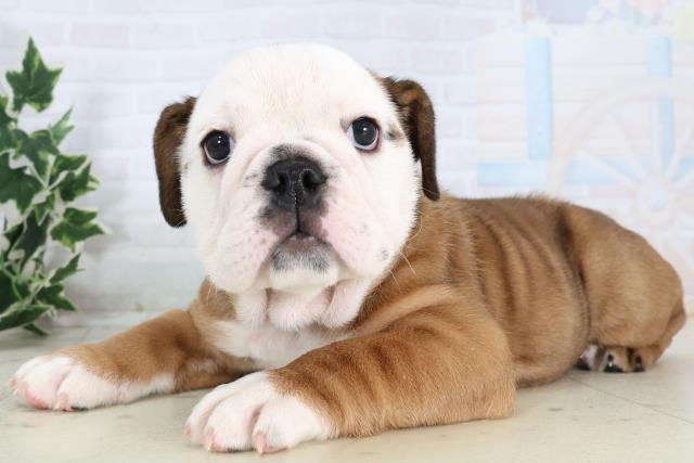 広島県のブルドッグ (Coo&RIKU福山店/2025年11月22日生まれ/女の子/レッドホワイト)の子犬の3枚目の画像