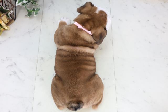 広島県のブルドッグ (Coo&RIKU福山店/2025年11月22日生まれ/女の子/レッドホワイト)の子犬の4枚目の画像