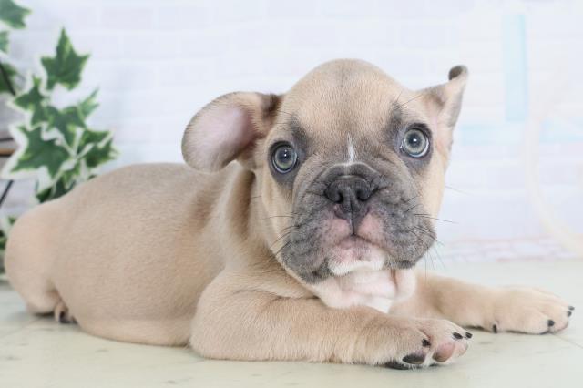 福岡県のフレンチブルドッグ (Coo&RIKU福岡東店/2025年11月18日生まれ/男の子/ブルーフォーン)の子犬の2枚目の画像