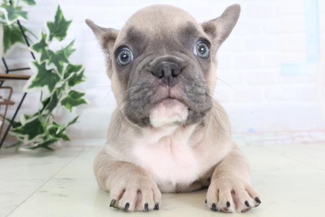 福岡県のフレンチブルドッグ (Coo&RIKU小倉店/2025年11月18日生まれ/男の子/ブルーフォーン)の子犬の1枚目の画像