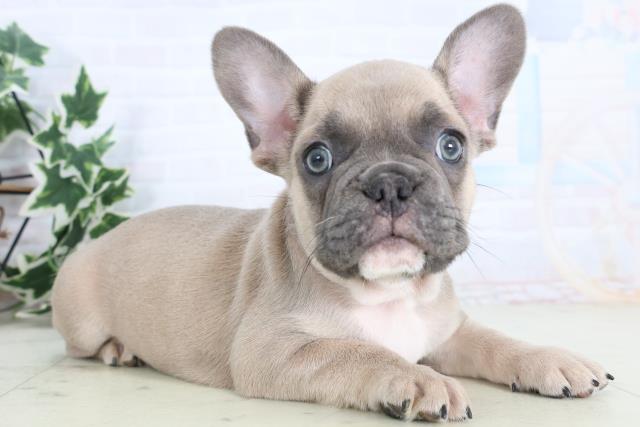 福岡県のフレンチブルドッグ (Coo&RIKU小倉店/2025年11月18日生まれ/男の子/ブルーフォーン)の子犬の2枚目の画像