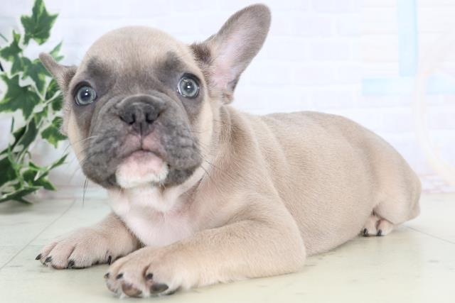 福岡県のフレンチブルドッグ (Coo&RIKU小倉店/2025年11月18日生まれ/男の子/ブルーフォーン)の子犬の3枚目の画像