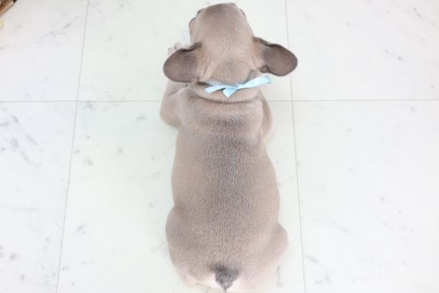 福岡県のフレンチブルドッグ (Coo&RIKU小倉店/2025年11月18日生まれ/男の子/ブルーフォーン)の子犬の4枚目の画像