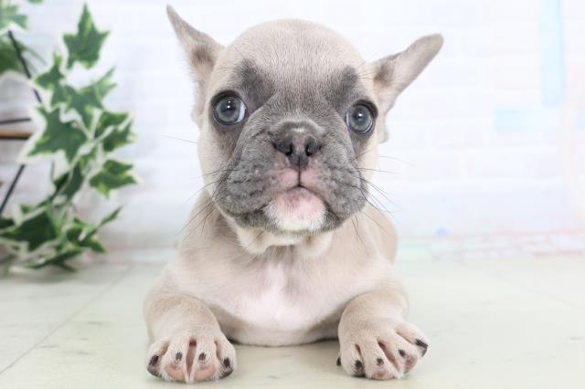 島根県のフレンチブルドッグ (Coo&RIKU出雲店/2025年11月18日生まれ/女の子/ブルーフォーン)の子犬の1枚目の画像