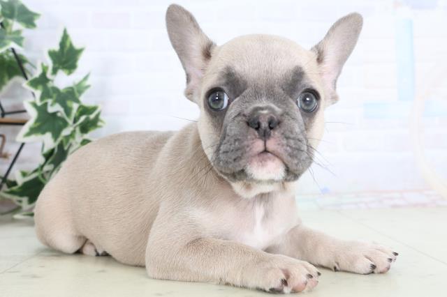 島根県のフレンチブルドッグ (Coo&RIKU出雲店/2025年11月18日生まれ/女の子/ブルーフォーン)の子犬の2枚目の画像