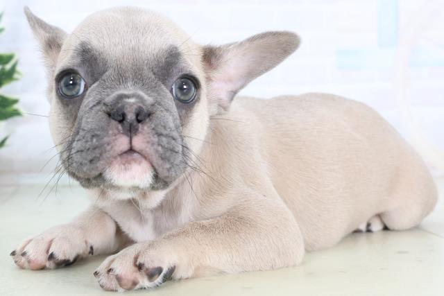 島根県のフレンチブルドッグ (Coo&RIKU出雲店/2025年11月18日生まれ/女の子/ブルーフォーン)の子犬の3枚目の画像