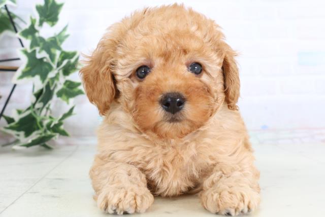 福岡県のトイプードル(トイ) (Coo&RIKU久留米店/2025年11月22日生まれ/男の子/アプリコット)の子犬の1枚目の画像