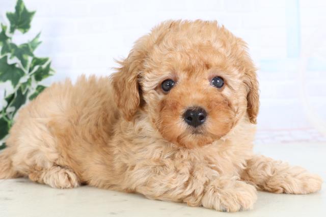 福岡県のトイプードル(トイ) (Coo&RIKU久留米店/2025年11月22日生まれ/男の子/アプリコット)の子犬の2枚目の画像