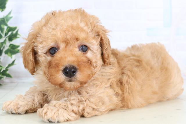 福岡県のトイプードル(トイ) (Coo&RIKU久留米店/2025年11月22日生まれ/男の子/アプリコット)の子犬の3枚目の画像