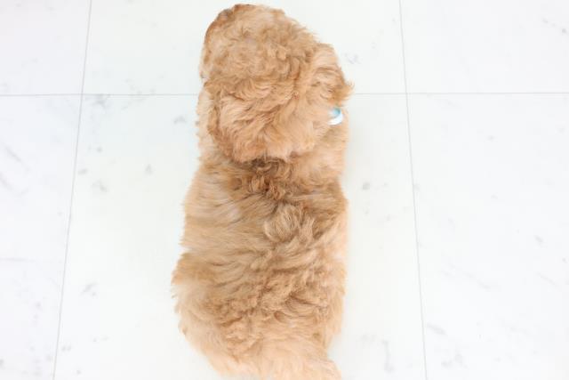 福岡県のトイプードル(トイ) (Coo&RIKU久留米店/2025年11月22日生まれ/男の子/アプリコット)の子犬の4枚目の画像