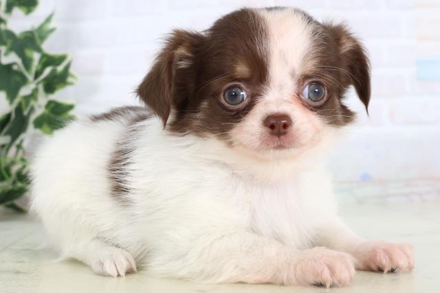 高知県のチワワ(ロング) (Coo&RIKU高知御座店/2025年11月22日生まれ/女の子/ホワイトチョコレートタン)の子犬の2枚目の画像