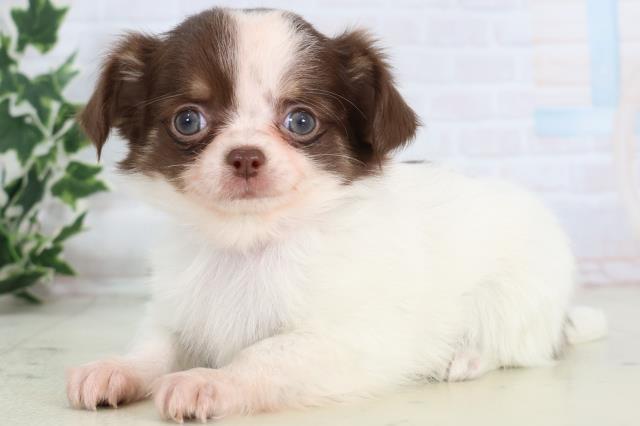 高知県のチワワ(ロング) (Coo&RIKU高知御座店/2025年11月22日生まれ/女の子/ホワイトチョコレートタン)の子犬の3枚目の画像