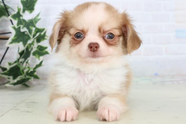 福岡県のチワワ(ロング) (Coo&RIKU黒崎店/2025年11月22日生まれ/男の子/フォーンホワイト)の子犬の1枚目の画像