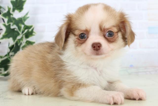 福岡県のチワワ(ロング) (Coo&RIKU黒崎店/2025年11月22日生まれ/男の子/フォーンホワイト)の子犬の2枚目の画像