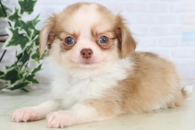 福岡県のチワワ(ロング) (Coo&RIKU黒崎店/2025年11月22日生まれ/男の子/フォーンホワイト)の子犬の3枚目の画像