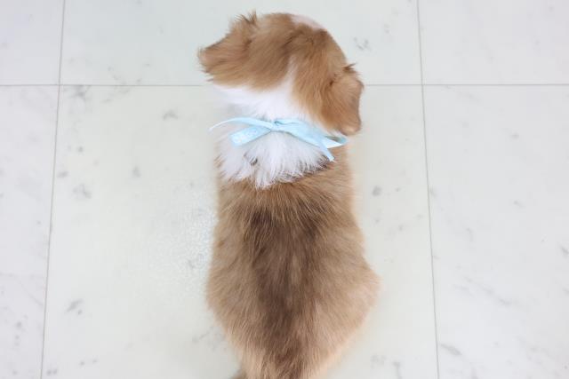 福岡県のチワワ(ロング) (Coo&RIKU黒崎店/2025年11月22日生まれ/男の子/フォーンホワイト)の子犬の4枚目の画像