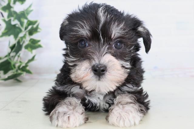 高知県のシュナマル/マルシュナ(シュナウザー×マルチーズ) (Coo&RIKUのいち店/2025年11月21日生まれ/男の子/ブラックシルバー)の子犬の1枚目の画像
