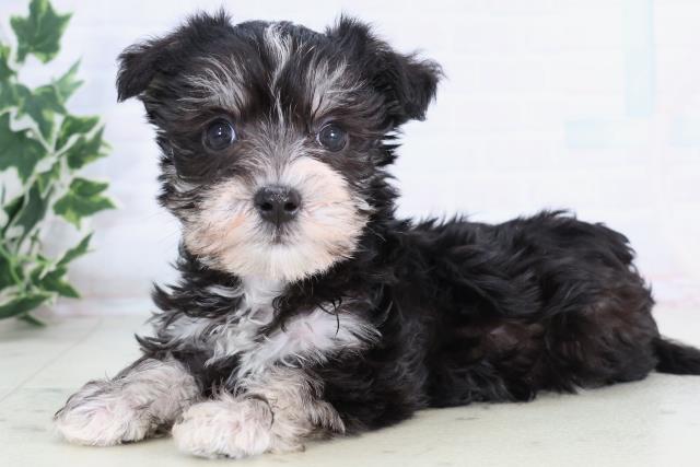 高知県のシュナマル/マルシュナ(シュナウザー×マルチーズ) (Coo&RIKUのいち店/2025年11月21日生まれ/男の子/ブラックシルバー)の子犬の3枚目の画像