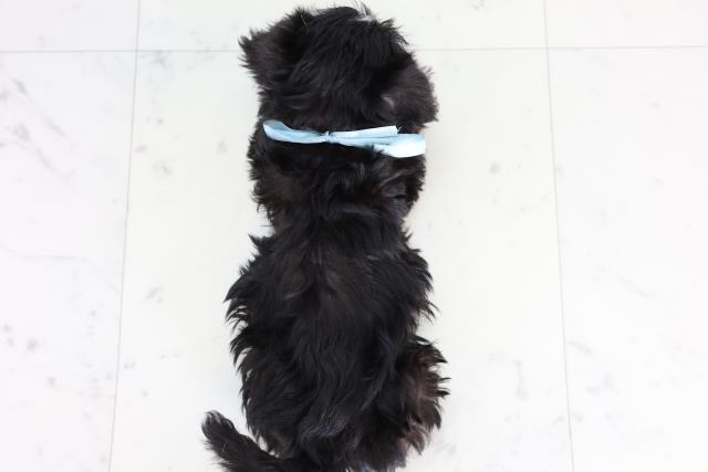 高知県のシュナマル/マルシュナ(シュナウザー×マルチーズ) (Coo&RIKUのいち店/2025年11月21日生まれ/男の子/ブラックシルバー)の子犬の4枚目の画像