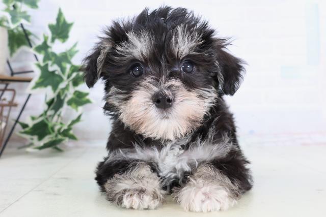 熊本県のシュナマル/マルシュナ(シュナウザー×マルチーズ) (Coo&RIKU熊本店/2025年11月21日生まれ/男の子/ブラックシルバー)の子犬の1枚目の画像